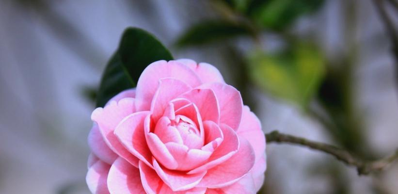 生命的象征是什么花？哪种花最能代表生命的意义？