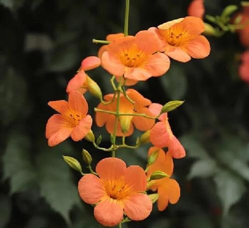 象征喜欢的花是什么？不同花卉代表的爱意有何不同？