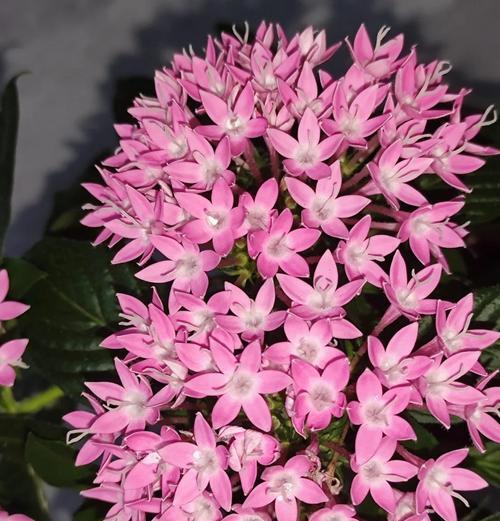 象征喜欢的花是什么？不同花卉代表的爱意有何不同？