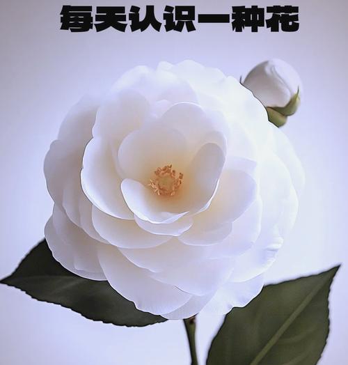 象征喜欢的花是什么？不同花卉代表的爱意有何不同？