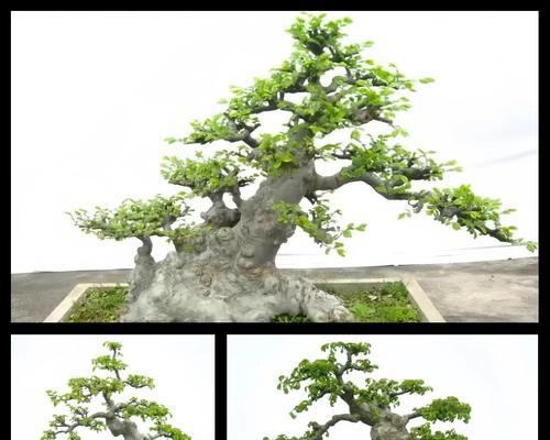 盆景顶枝断头后如何正确处理？有哪些技巧？