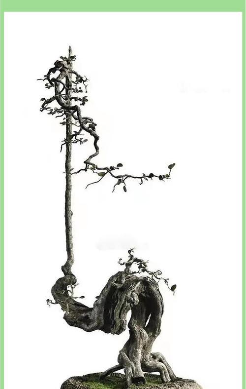 盆景顶枝断头后如何正确处理？有哪些技巧？