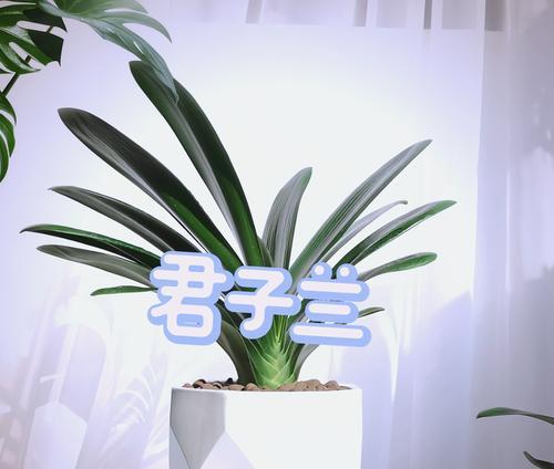 像君子兰的种球有哪些？