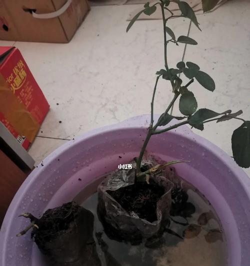 月季枝干皮没了怎么办？如何进行紧急处理？