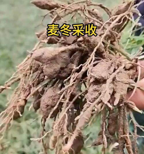 麦冬栽培技术要点？农民如何种植？