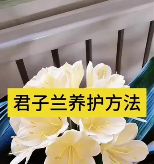 君子兰怎样栽种才能快速成活？有哪些关键步骤？