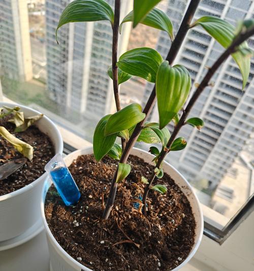 自制营养剂制作肥料的步骤是什么？