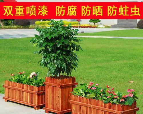 阿木花卉君子兰的养护技巧是什么？