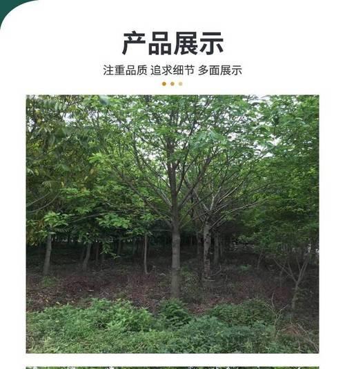 大叶榕绿化的栽培方法是什么？