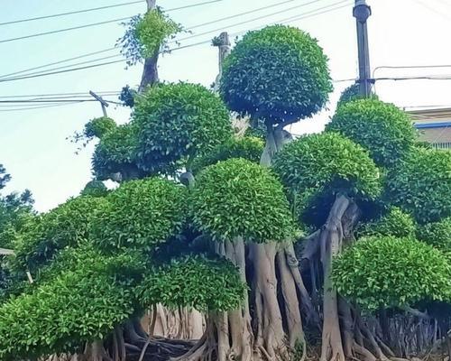 大叶榕绿化的栽培方法是什么？