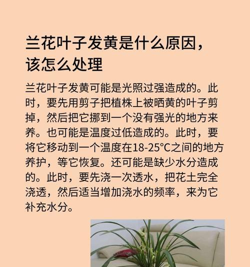 植株顶端叶子发黄的原因及解决方法是什么？