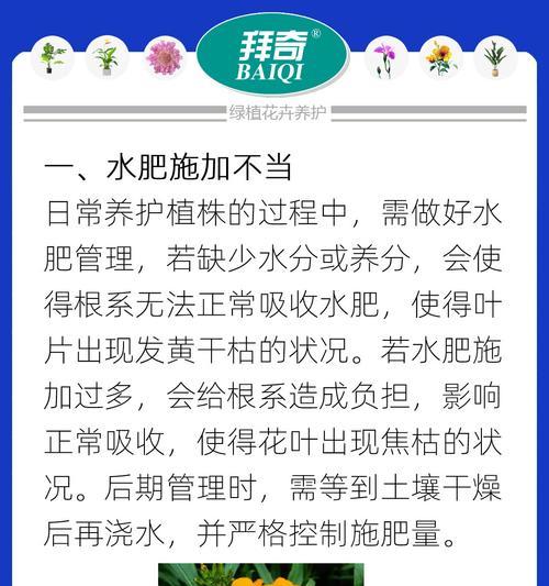 植株顶端叶子发黄的原因及解决方法是什么？