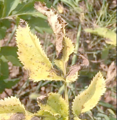 植株顶端叶子发黄的原因及解决方法是什么？