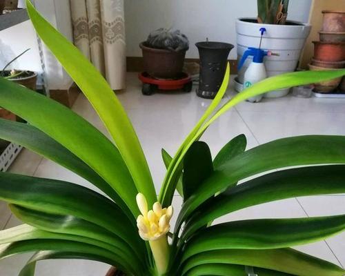 君子兰塑形时应如何选择合适的品种？