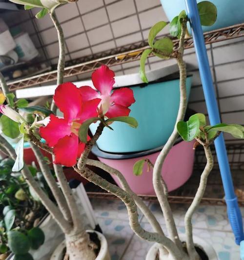 三十年后适合播种哪些花卉？