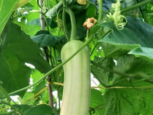 丝瓜围土栽培技术要点有哪些？如何正确种植丝瓜？