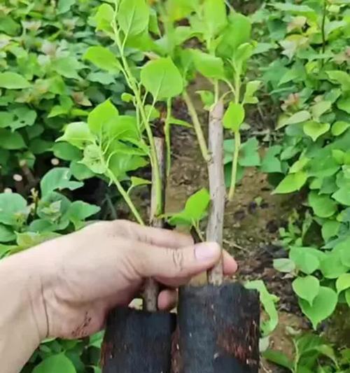 阳台适合种植哪种三角梅？