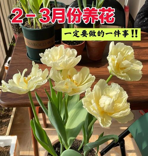 君子兰花芽出箭的时间是什么时候？如何促进君子兰花芽生长？