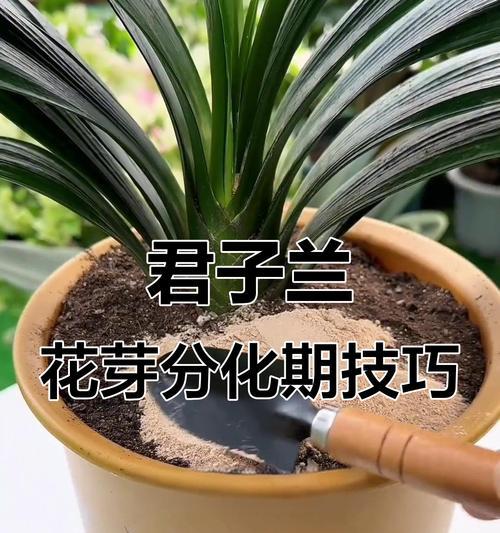 君子兰花芽出箭的时间是什么时候？如何促进君子兰花芽生长？