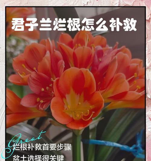 君子兰去根的原因是什么？