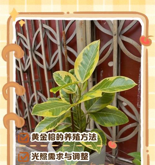 黄金榕树的正确浇水方法是什么？