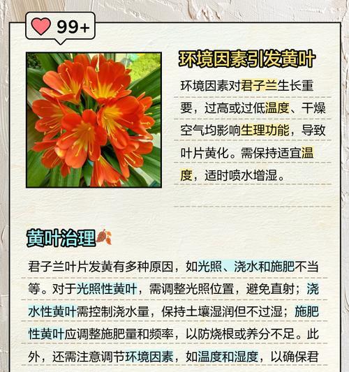 君子兰叶子发黄的解决方法是什么？