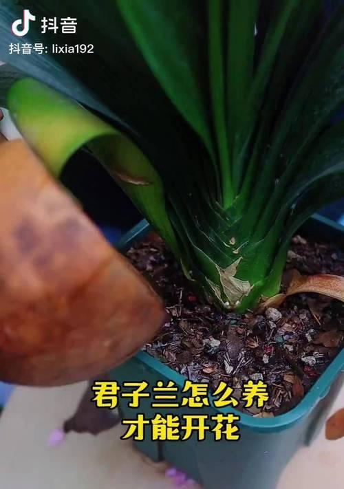 君子兰叶子发黄的解决方法是什么？