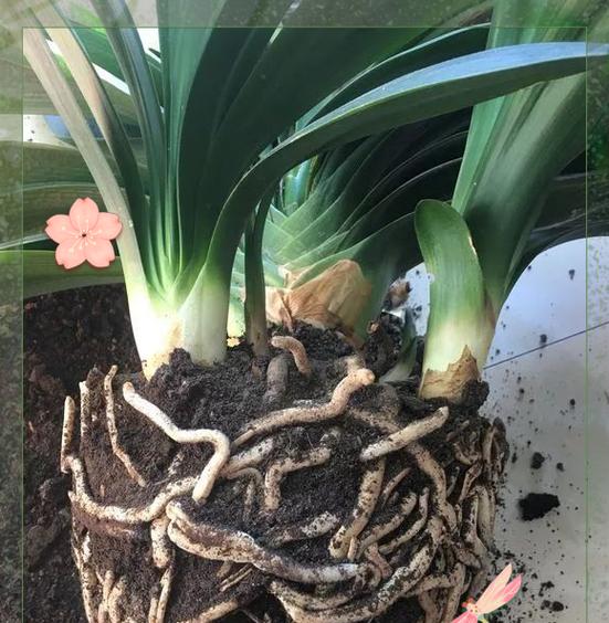 君子兰换土有何作用？换土步骤和注意事项是什么？