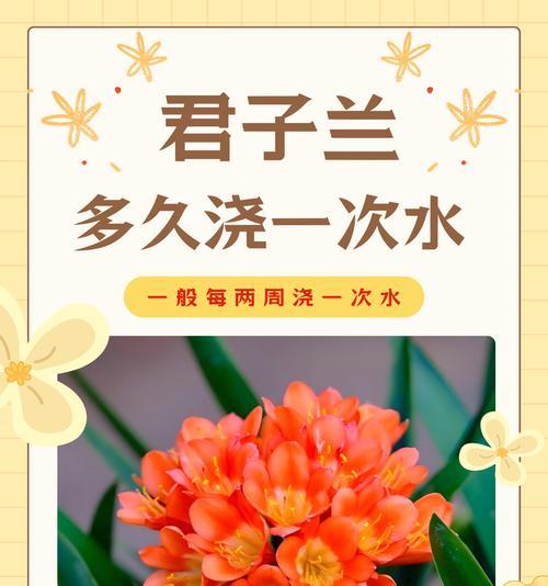 君子兰缓苗期的养护技巧有哪些？