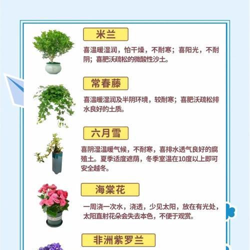 君子兰缓苗期的养护技巧有哪些？