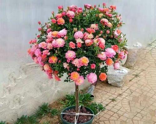 树形盆景月季的养护方法是什么？