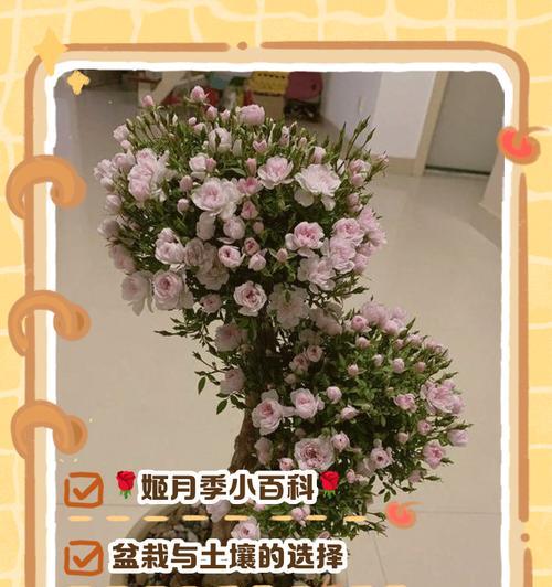 树形盆景月季的养护方法是什么？