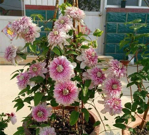 铁线莲秋季新芽开花吗怎么养？秋季养护要点是什么？