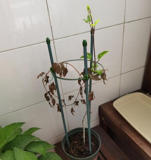 铁线莲秋季新芽开花吗怎么养？秋季养护要点是什么？