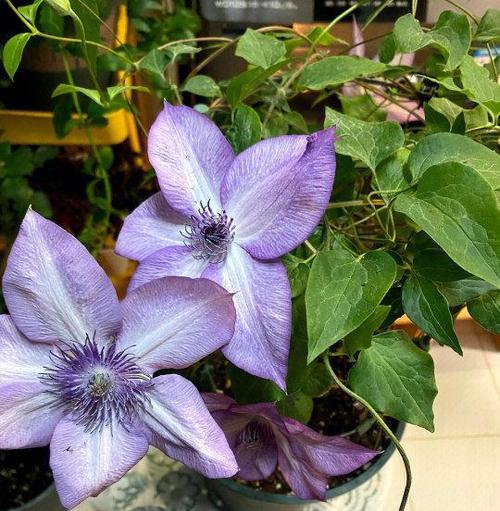 铁线莲秋季新芽开花吗怎么养？秋季养护要点是什么？