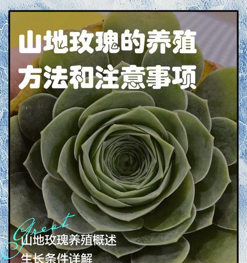 小玫瑰日常浇水需要注意什么？