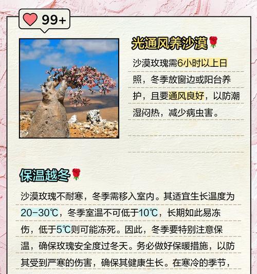 小玫瑰日常浇水需要注意什么？