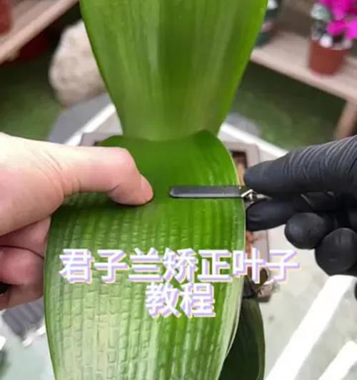 君子兰叶片皱皱的原因是什么？