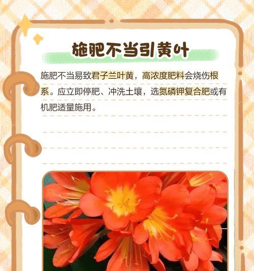 君子兰叶片皱皱的原因是什么？