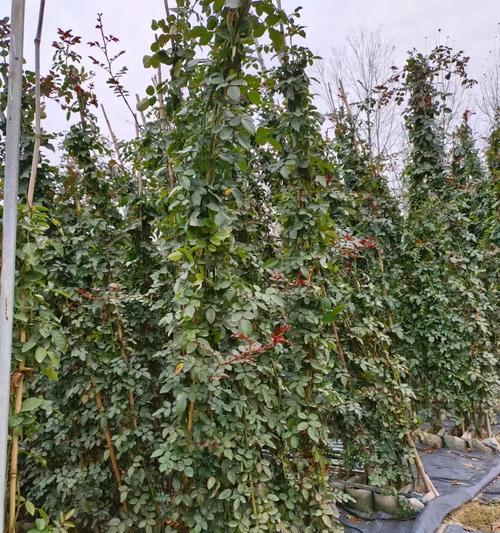 蔷薇科观赏植物有哪些？如何挑选适合的品种？