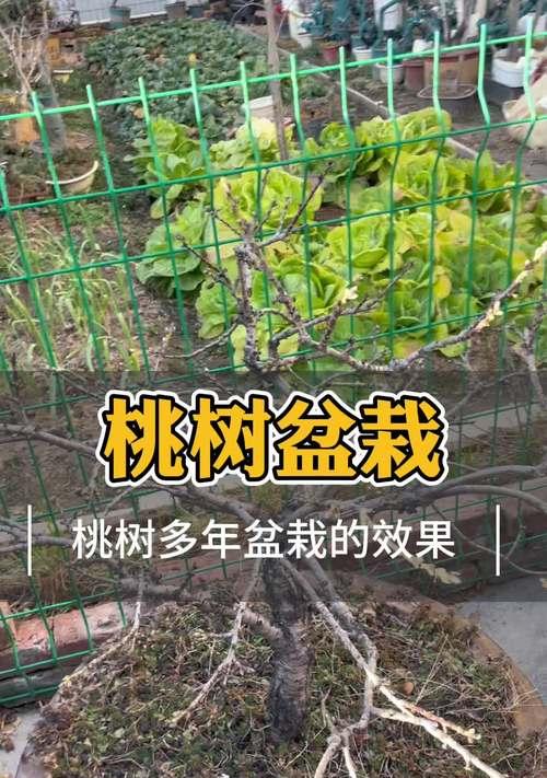 夏季盆景桃树的打理技巧有哪些？