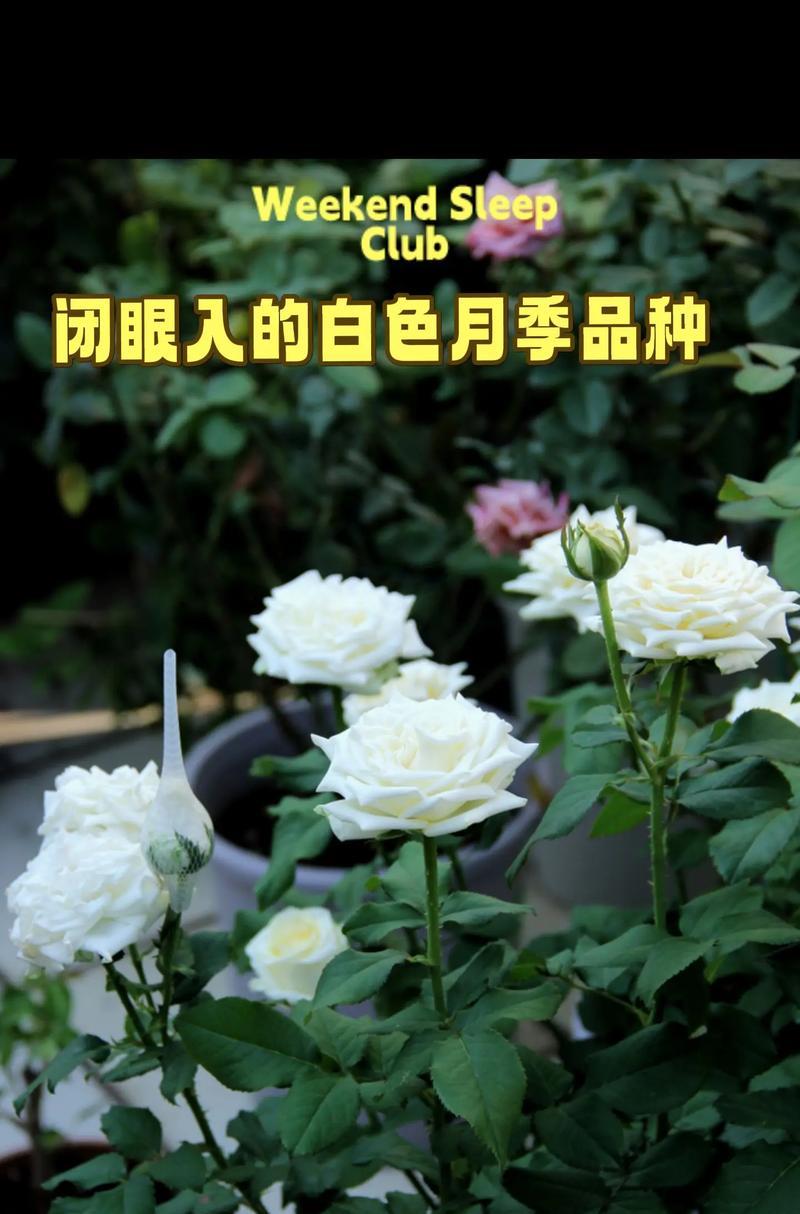 月季生长缓慢的原因及解决办法是什么？