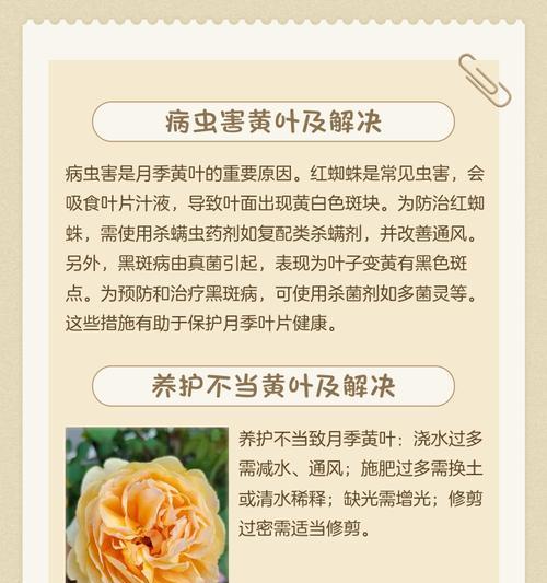 月季生长缓慢的原因及解决办法是什么？