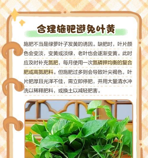 盆景叶子发黄了怎么办？有效处理方法有哪些？