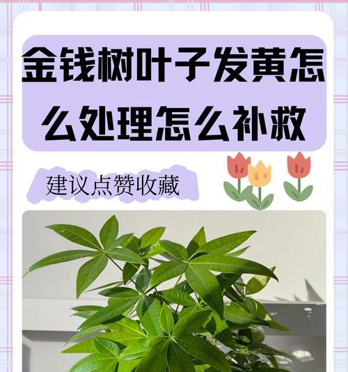 盆景叶子发黄了怎么办？有效处理方法有哪些？