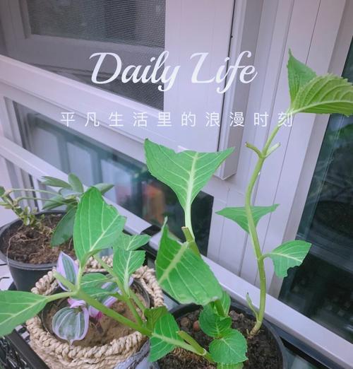 盆栽绣球花蔫黄处理方法？如何恢复生机？