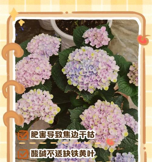 盆栽绣球花蔫黄处理方法？如何恢复生机？
