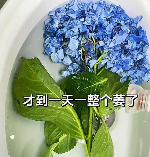 盆栽绣球花蔫黄处理方法？如何恢复生机？