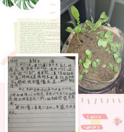 白萝卜出苗后正确的浇水方法是什么？