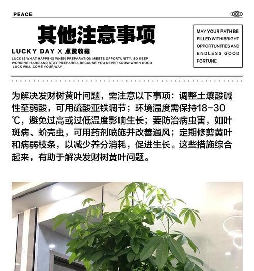 盆栽枫树叶子发黄？如何处理？